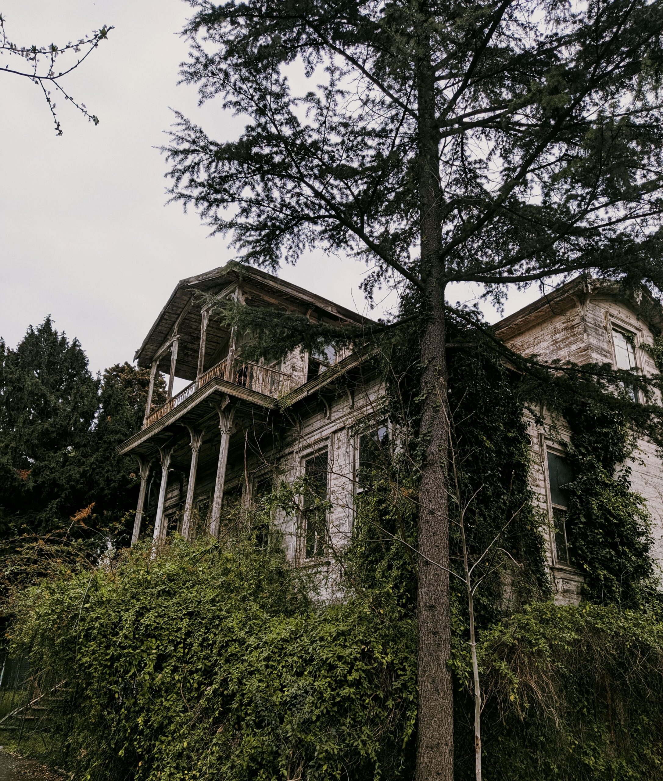 A mysterious abandoned mansion overtaken by nature, nestled in dense woods and ivy.